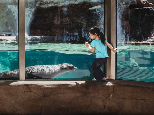 Girl at Fort Wayne Zoo with Sea Lion