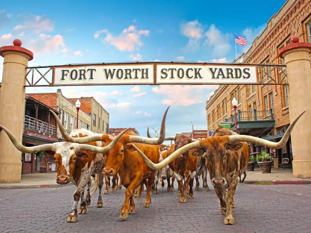 Steers walking under the Fort Worth Stock Yards sign
