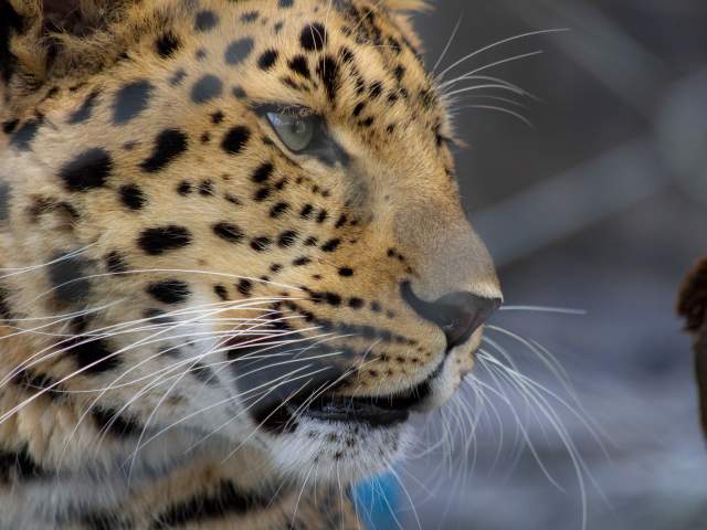 Central Florida Zoo & Botanical Gardens Amur leopard