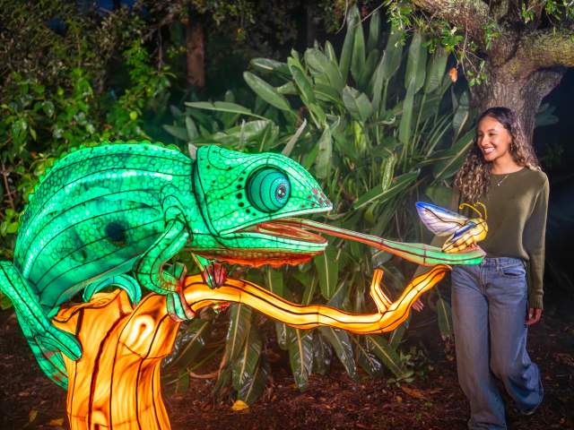 A girl admires a vibrant chameleon lantern at ILLUMINATE: A Lantern Festival at Aquatica