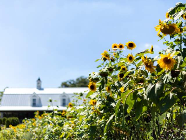 Sunflower Hill Farm Sunflowers