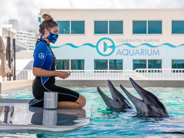 Clearwater Marine Aquarium trainer dolphins