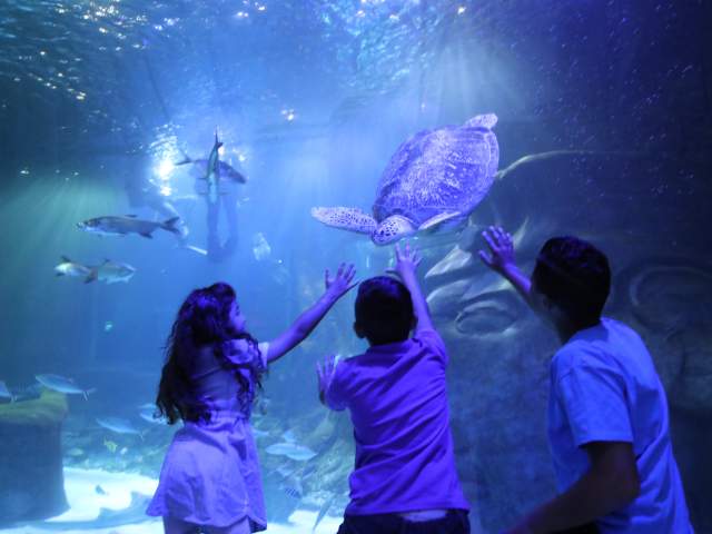 Children look at turtles at SEALIFE Orlando Aquarium