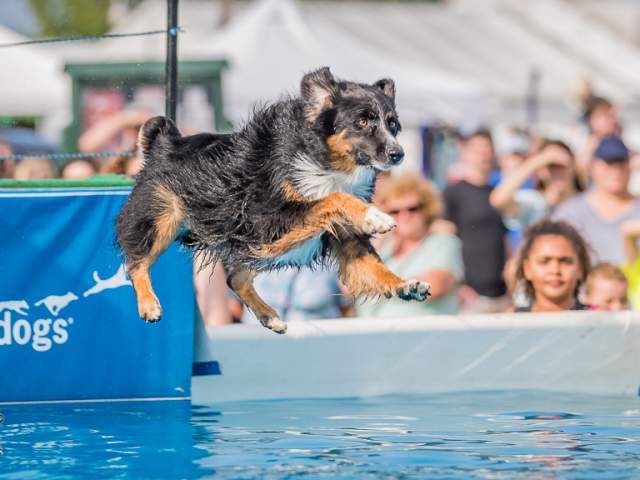 Delmarva Dock Dogs