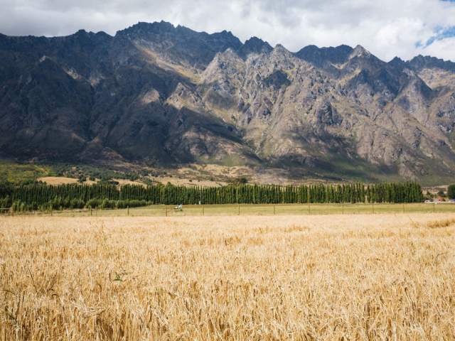 Canyon Brewing growing their own grain