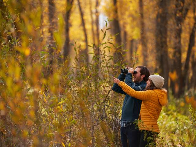 A couple hiking with beautiful fall colors in the backdrop near Jackson, Wyoming.