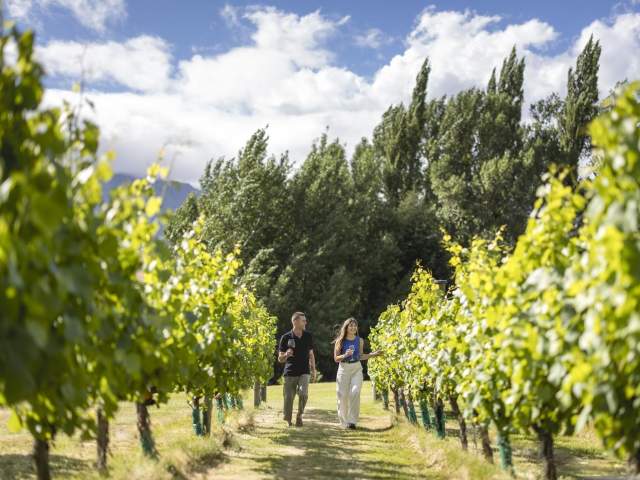 A couple walking down a row of vines at Amisfield