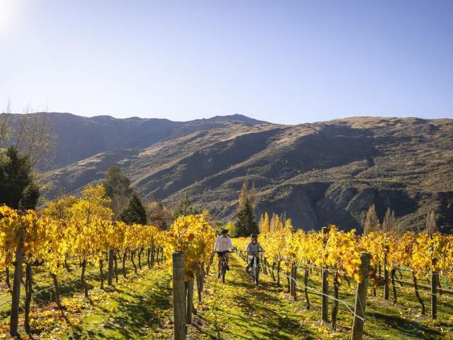 A couple bike through the vines in Gibbston on an autumn day