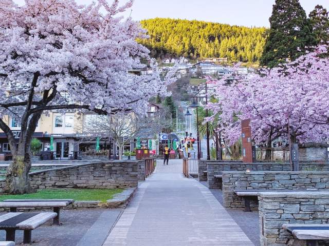 Village Green in spring with pink cherry blossoms. Credit @airnapier on Instagram