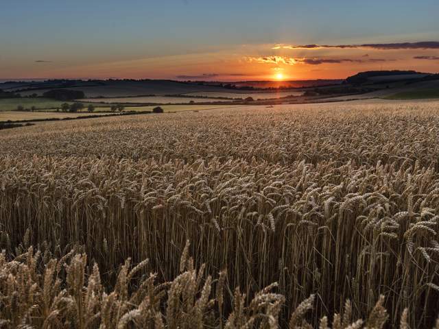 A wheat field with a sunset in the background in Belchford, Lincolnshire Wolds.