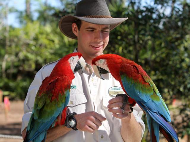 Gatorland man holding two parrots