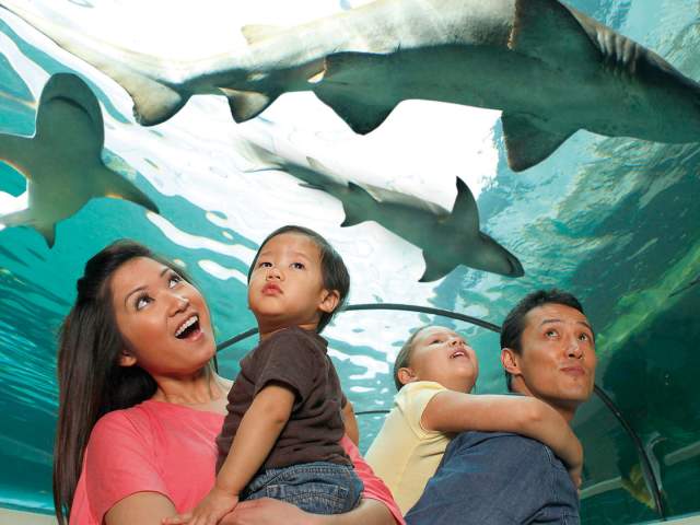 SEA LIFE Orlando Aquarium family looking at sharks