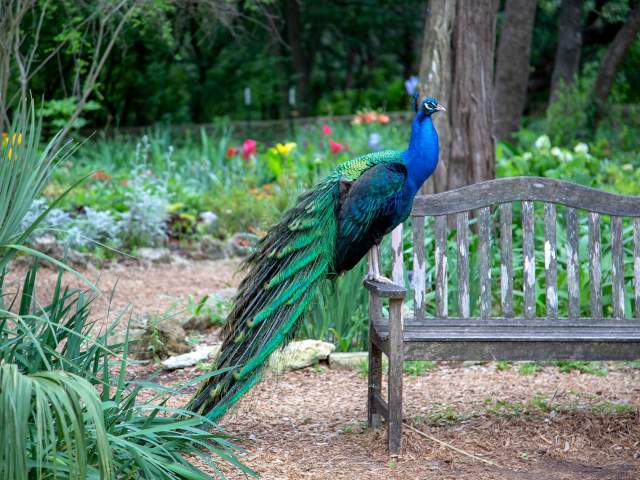Peacock at Mayfield Park and Preserve in austin texas