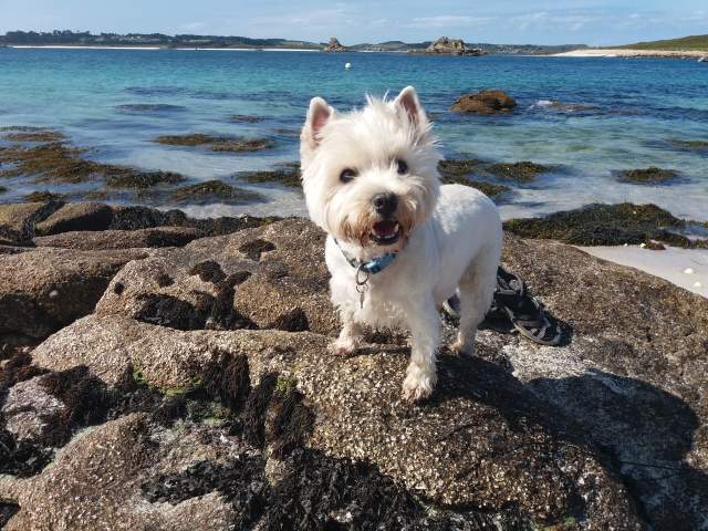 Dog on rock