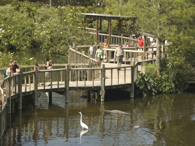 Gatorland boardwalk over a lake with alligators