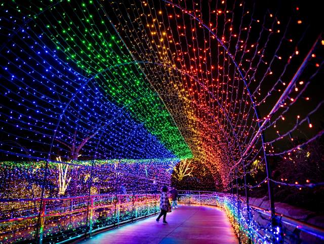 Wild Lights at the Fort Wayne Zoo are a must visit for the holiday season.