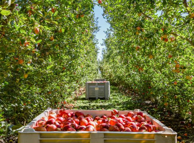 Pick Your Own Apple Orchards in PA