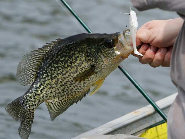 crappie-fishing