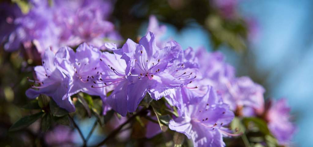 Rhododendrons at Hendricks Park | Eugene, Cascades & Oregon Coast