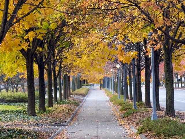 Fall foliage along Clinton Street at Headwaters Park in Fort Wayne.