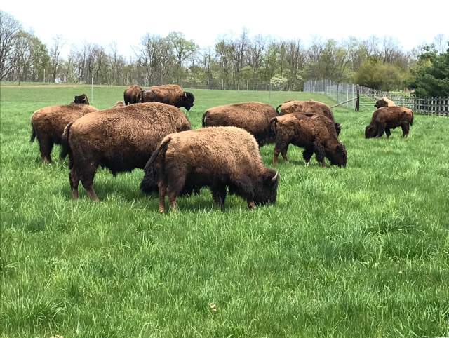 Bison