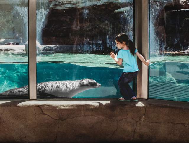 Girl at Fort Wayne Zoo with Sea Lion