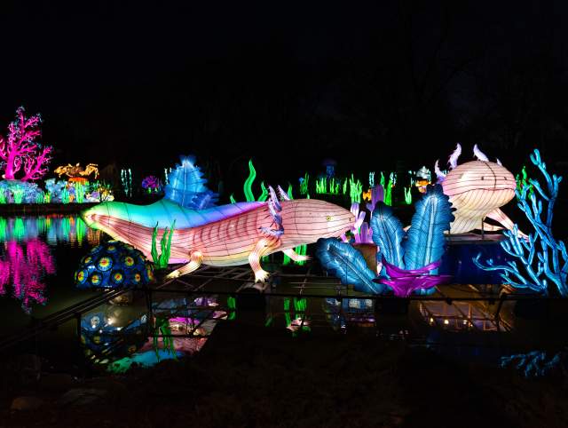 Fort Wayne Zoo Glo Wild lantern festival colorful lanterns shining against the lake