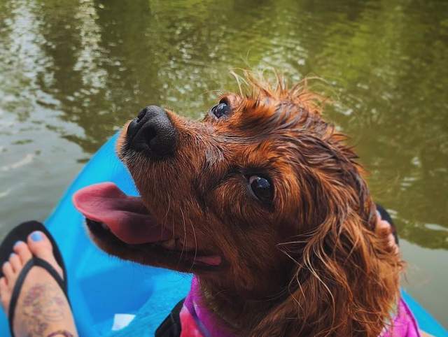 Enter to win our Pawtastic getatway