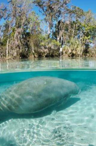 Crystal River Preserve State Park - Manatees Underwater