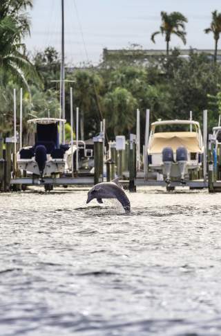 Bradenton dolphin jumping