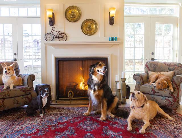 Dogs sitting near a hotel fireplace