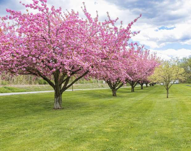 spring trees
