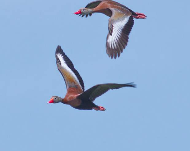 Black-Bellied Whistling Duck