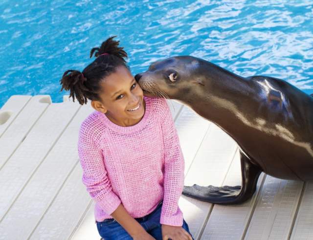 Seal With Girl