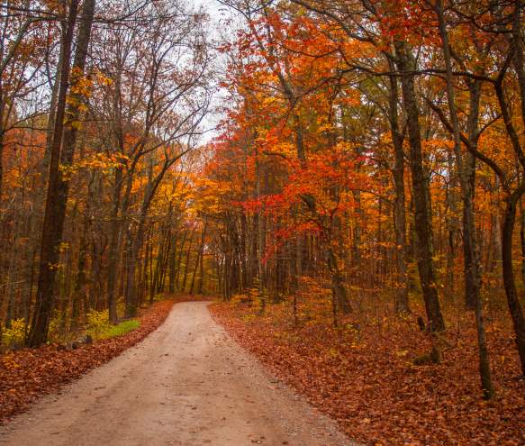 Hoosier National Road in Fall