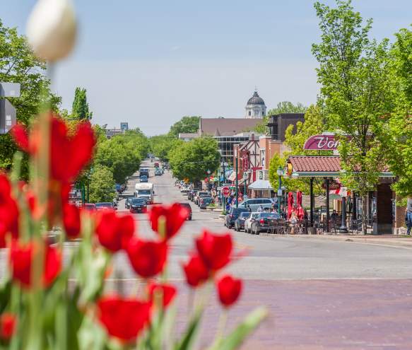 Tulips & Kirkwood Street View In Bloomington, IN