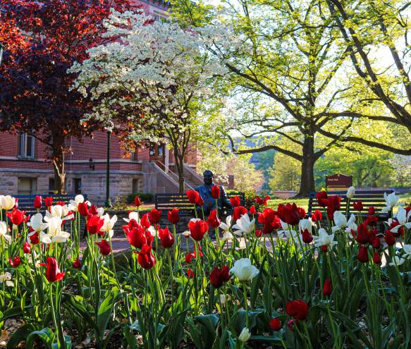 Herman B Wells Statue behind a sea of tulips in Bloomington, IN