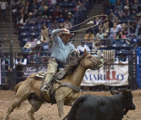 Man in a brown cowboy hat wearing a blue shirt on a brown horse roping a black cow