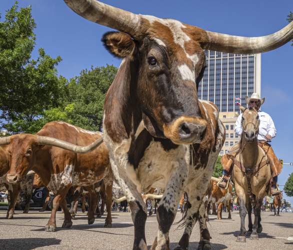 Longhorn in the middle of downtown Amarillo