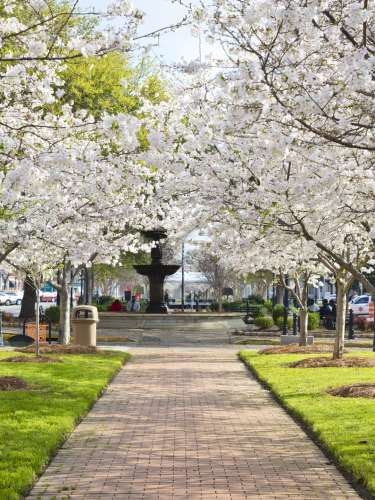 Cherry Blossom Third Street Park
