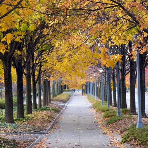Fall foliage along Clinton Street at Headwaters Park in Fort Wayne.