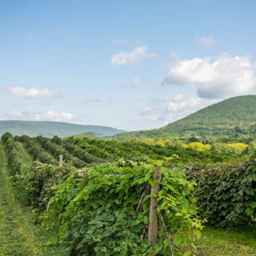 Finger Lakes Vineyards