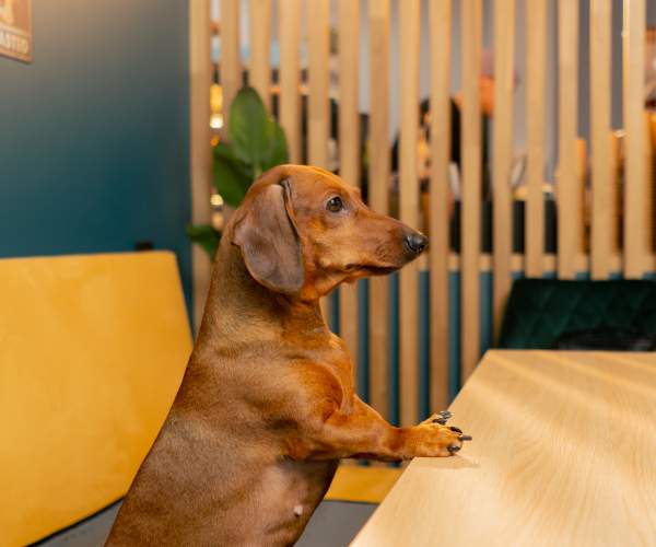 Dog in a cafe