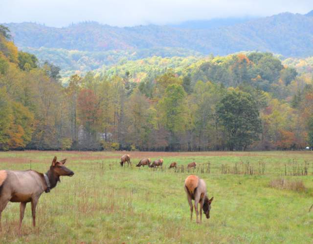 Cataloochee Valley Elk