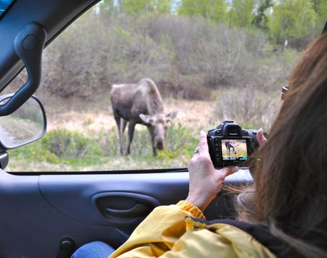 Moose viewing in Anchorage's Kincaid Park