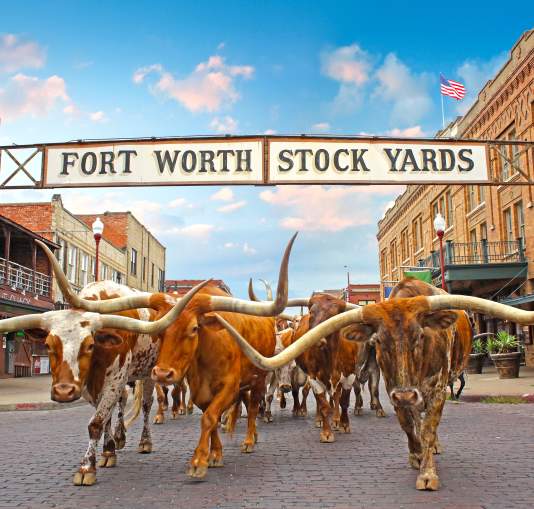 Steers walking under the Fort Worth Stock Yards sign