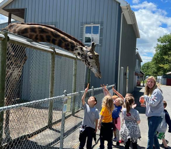 Giraffe leaning over high fence as children reach up to feed him.