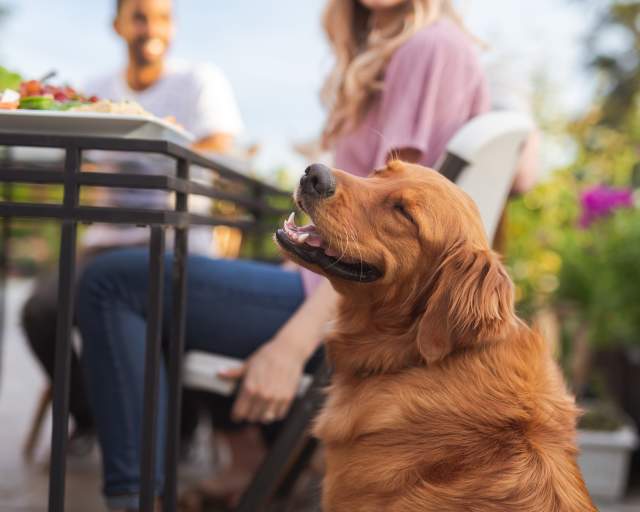 Dog on restaurant patio