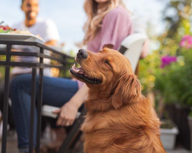 Dog on restaurant patio