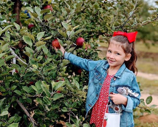 Girl apple picking at Millstone Creek Orchards